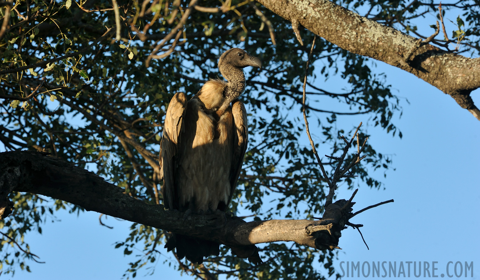 Gyps africanus [420 mm, 1/320 sec at f / 11, ISO 800]